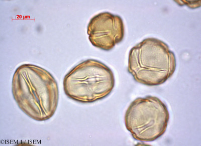 ISEM 1/Sessea_dependens_29456/Sessea_dependens_29456_0001(copy)_thumb.jpg